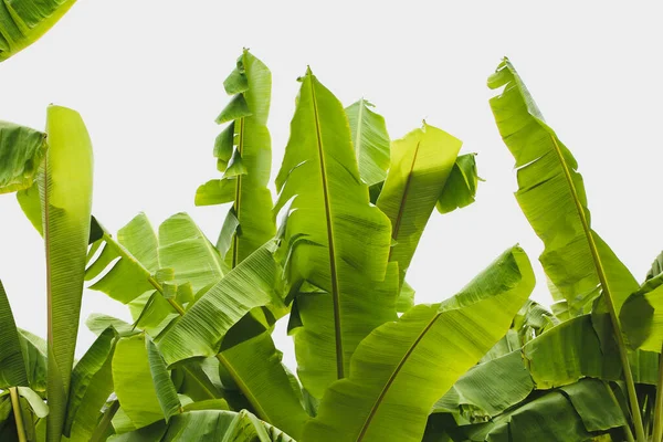 熱帯バナナの葉のテクスチャのジャングル 大きなヤシの葉自然の濃い緑の背景 — ストック写真