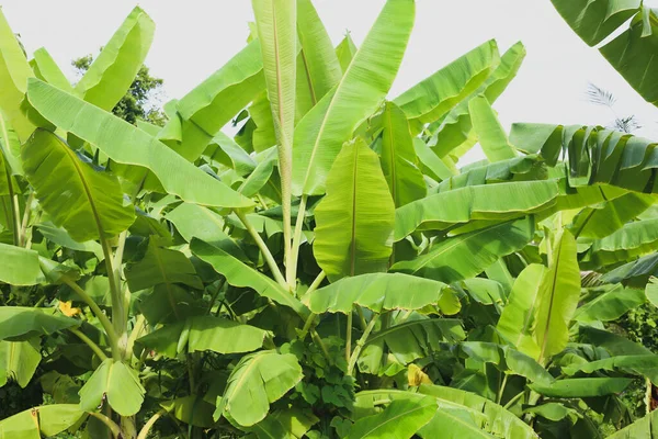 Jungle of tropical banana leaf texture, large palm foliage natural green background