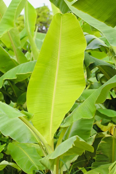 Selva Textura Folha Banana Tropical Grande Folhagem Palma Fundo Verde — Fotografia de Stock