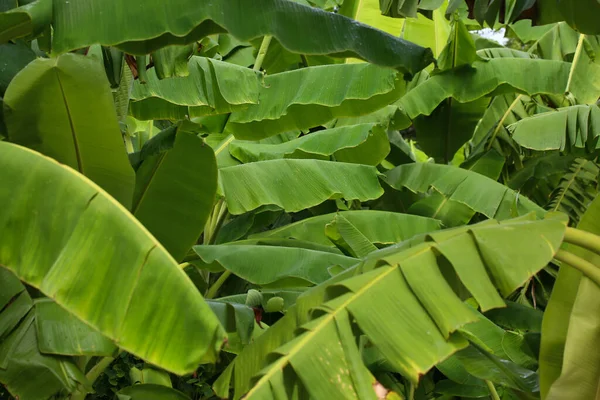 Selva Textura Folha Banana Tropical Grande Folhagem Palma Fundo Verde — Fotografia de Stock