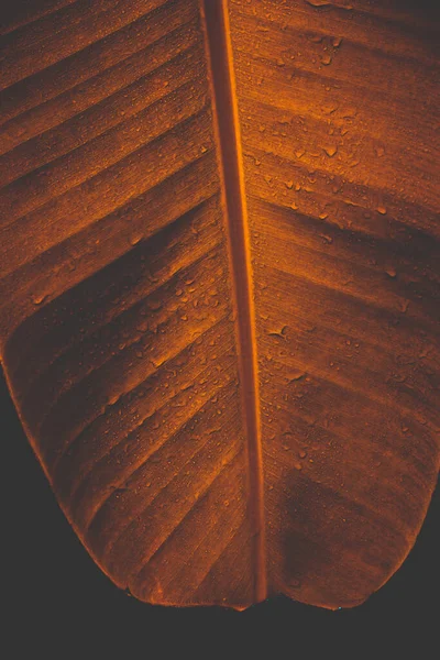 Textura Tropical Folha Banana Fundo Escuro — Fotografia de Stock
