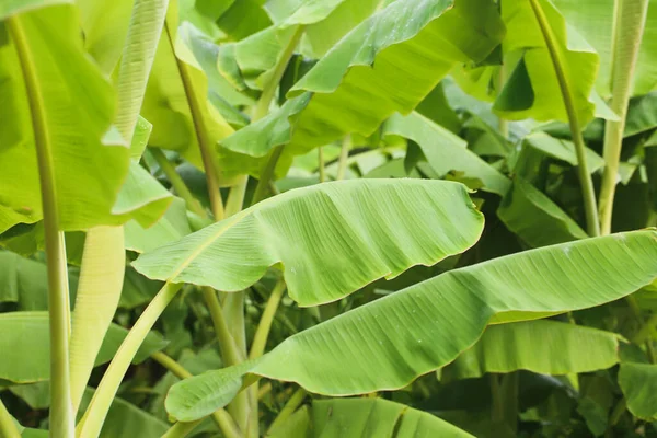 Selva Textura Hoja Plátano Tropical Follaje Palma Grande Fondo Verde — Foto de Stock