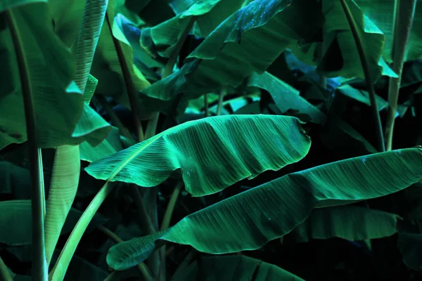 Selva Textura Hoja Plátano Tropical Follaje Palma Grande Fondo Verde — Foto de Stock