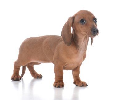 Beyaz arka plan üzerinde çok güzel dişi dachshund köpek