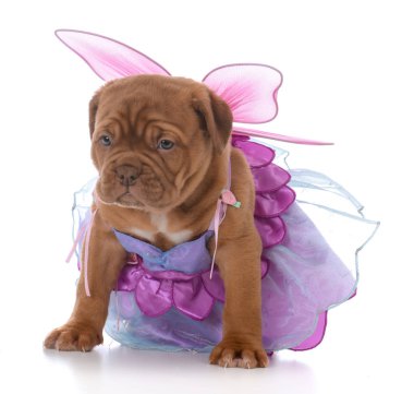 Beyaz arka plan üzerinde peri kostüm giyen kadın dogue de bordeaux köpek yavrusu