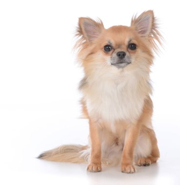 Beyaz arka plan üzerinde oturan erkek uzun saçlı chihuahua