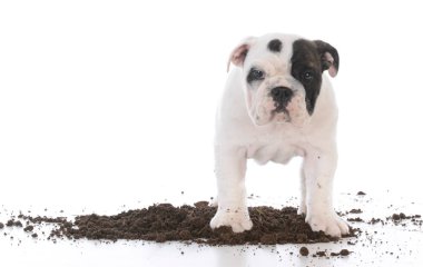 köpek kazma kir kirli