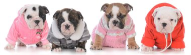 Çöp beyaz arka plan üzerinde giyim dört bulldog Puppies