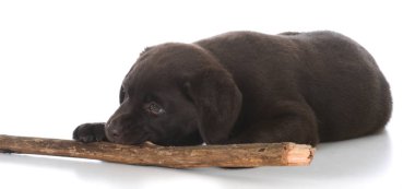 beyaz zemin üzerinde bir sopayla Labrador retreiver köpek yavrusu