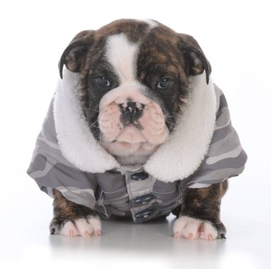 Beyaz arka plan üzerinde kış ceket giyen erkek bulldog köpek yavrusu