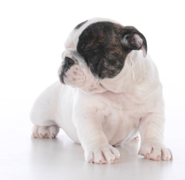 Beyaz arka plan üzerinde gözlerini kısarak kadın bulldog köpek yavrusu