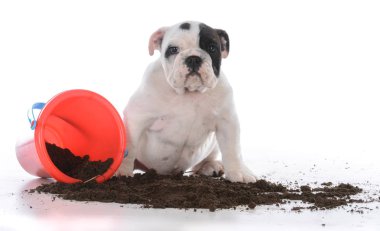 köpek oynamaya kir kirli
