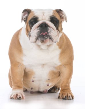 Beyaz arka plan üzerinde kadın İngilizce bulldog