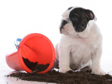 köpek oynamaya kir kirli