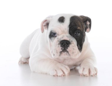 Beyaz arka plan üzerinde kadın bulldog köpek yavrusu