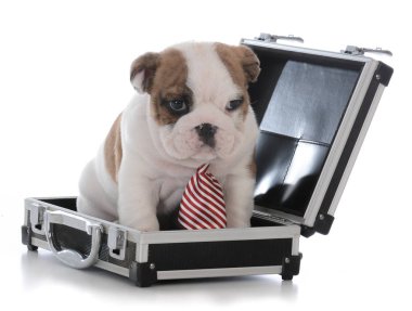 bir evrak çantası'ndaki altı hafta eski erkek İngilizce bulldog