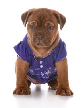 Beyaz arka plan üzerinde mor gömlek giymiş kadın dogue de bordeaux köpek yavrusu