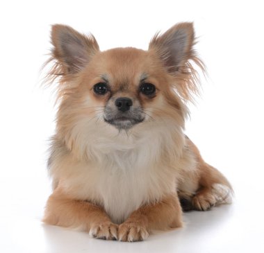 uzun saçlı chiuhuahua beyaz arka plan üzerinde erkek portresi