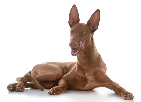 Macho Pharoah Hound Lamiendo Labios Sobre Fondo Blanco — Foto de Stock