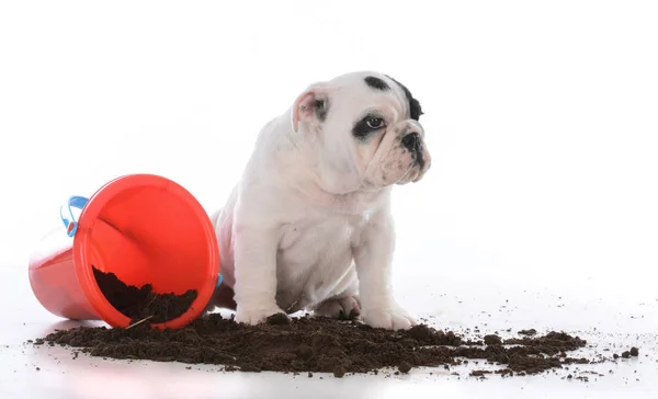 肮脏的狗在泥土里玩耍 — 图库照片