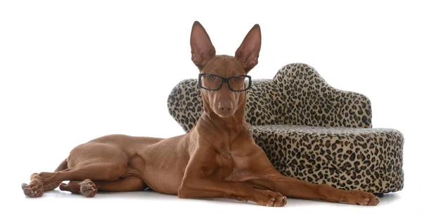 Inteligente Olhando Faroá Cão Vestindo Óculos Deitado Lado Sofá — Fotografia de Stock