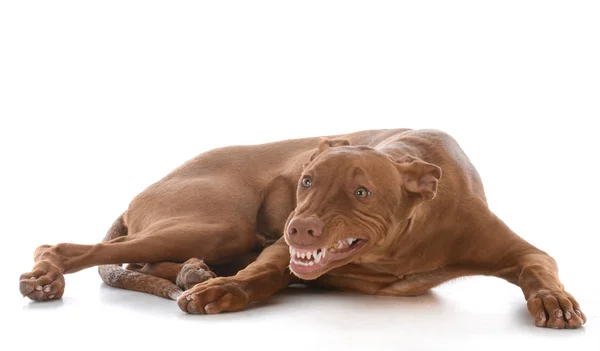 Manliga Pharoah Hund Porträtt Vit Bakgrund — Stockfoto