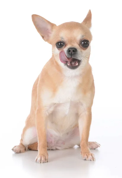 Beyaz Arka Plan Üzerinde Oturan Kadın Kısa Saçlı Chihuahua — Stok fotoğraf