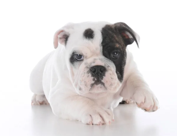Vrouwelijke Bulldog Pup Reiken Met Poot Witte Achtergrond — Stockfoto
