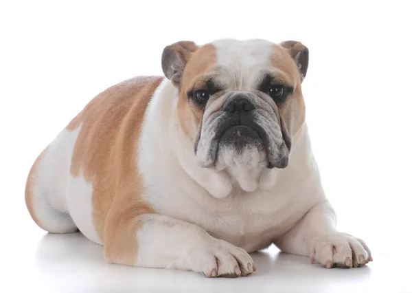 Macho Inglés Bulldog Tendido Sobre Fondo Blanco — Foto de Stock