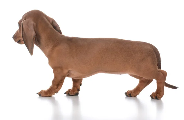 白い背景に愛らしい女性ダックスフンド子犬 — ストック写真