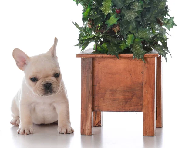 Franse Bulldog Puppy Leggen Naast Kerstboom Witte Achtergrond — Stockfoto