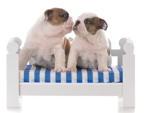 Twee Zeven Weken Oude Bulldog Pups Een Bank Van Hond — Stockfoto