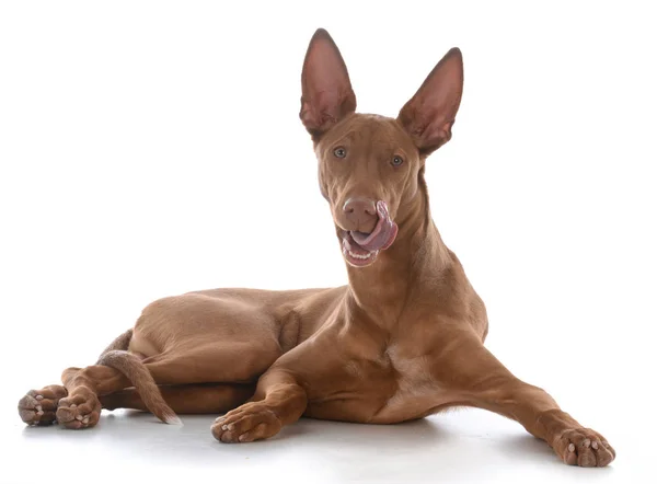 Mannelijke Pharoah Hond Likken Van Lippen Witte Achtergrond — Stockfoto