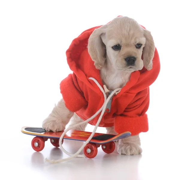 Amerikaanse Cocker Spaniel Skateboarden Pup Dragen Rode Jas Witte Achtergrond — Stockfoto