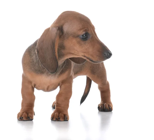 Adorável Fêmea Dachshund Filhote Cachorro Fundo Branco — Fotografia de Stock