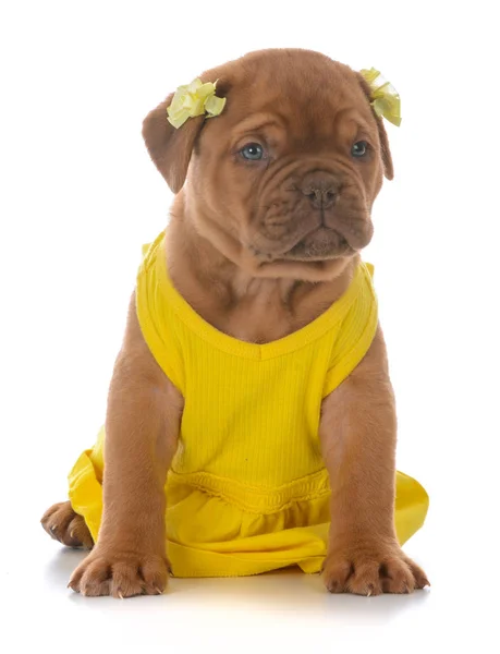 Hündin Dogue Bordeaux Welpe Trägt Gelbes Kleid Auf Weißem Hintergrund — Stockfoto