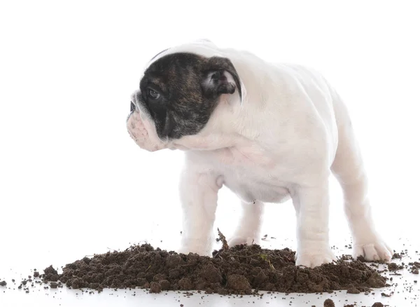 Dirty Dog Digging Dirt — Stock Photo, Image