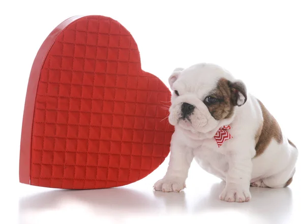Sechs Wochen Alte Englische Bulldogge Neben Einem Roten Herzen — Stockfoto