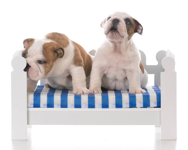 在白色背景的狗沙发上两个七周大的牛头犬小狗 — 图库照片