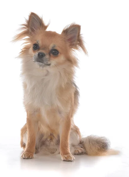 Männliches Langes Fell Chihuahua Auf Weißem Hintergrund — Stockfoto