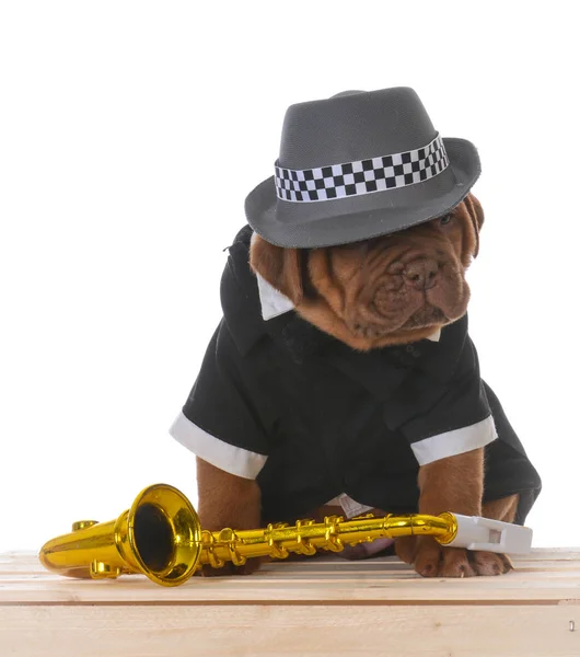 Macho Dogue Burdeos Cachorro Con Saxofón Sobre Fondo Blanco — Foto de Stock