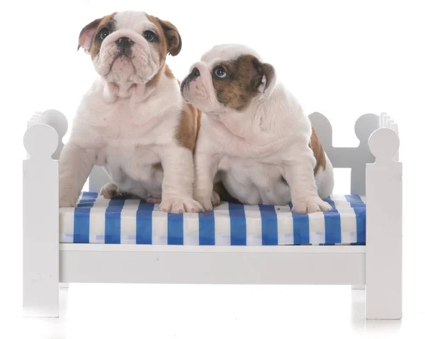 Two Seven Week Old Bulldog Puppies Dog Couch White Background — Stock Photo, Image