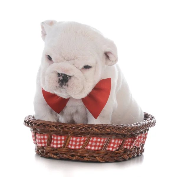 Bulldog Inglese Maschio Sei Settimane Cestino — Foto Stock