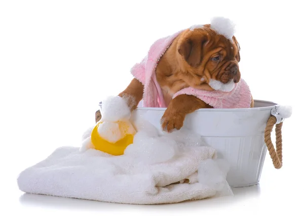 Hembra Dogue Burdeos Cachorro Consiguiendo Baño Sobre Fondo Blanco — Foto de Stock