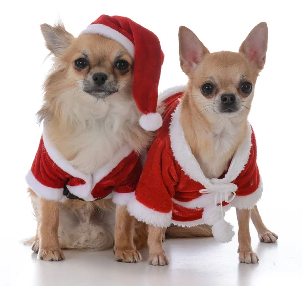 Langharige Mannelijke Korte Haired Vrouwelijke Chiuhuahua Gekleed Voor Kerstmis Witte — Stockfoto