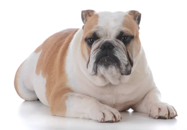 Masculino Inglês Bulldog Que Estabelece Fundo Branco — Fotografia de Stock