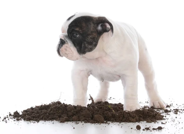 肮脏的狗在泥土里挖洞 — 图库照片