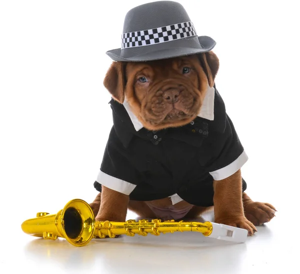 Mužské Dogue Bordeaux Štěně Saxofon Bílém Pozadí — Stock fotografie
