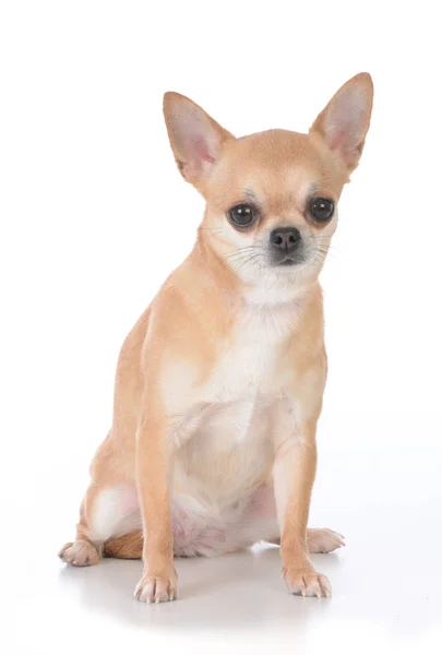 Chihuahua Dai Capelli Corti Femminile Seduta Sfondo Bianco — Foto Stock