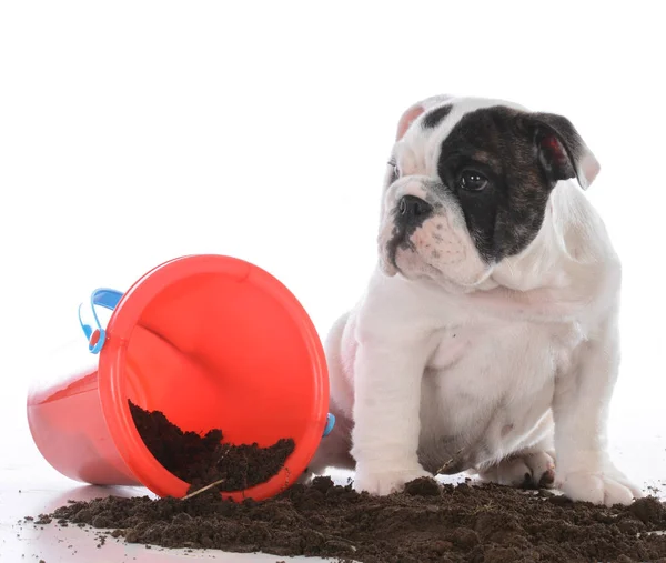 Cão Sujo Brincando Sujeira — Fotografia de Stock